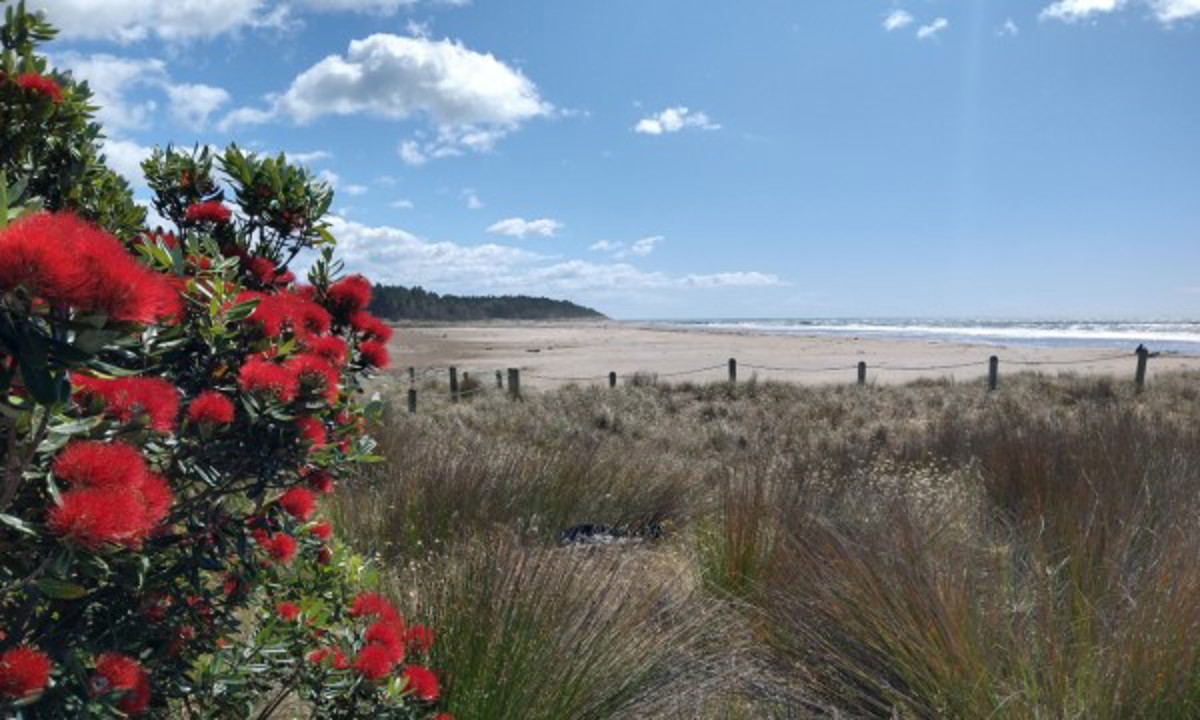 Pohutukawa Beach