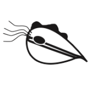 Trichomoniasis line drawing
