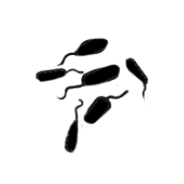 Non-specific urethritis line drawing